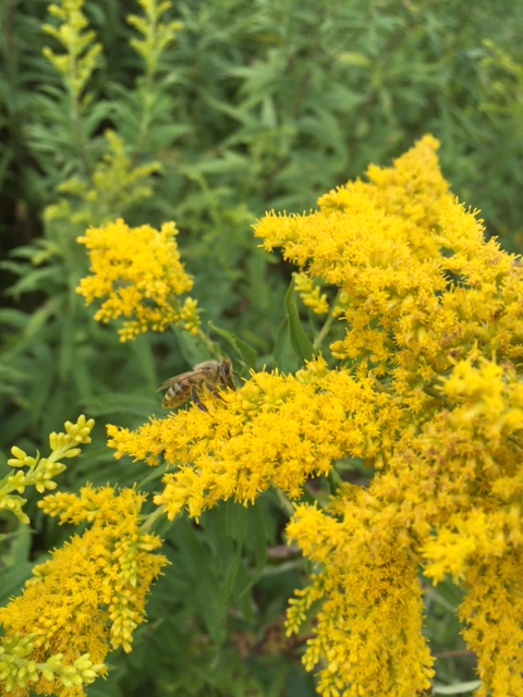 Bee